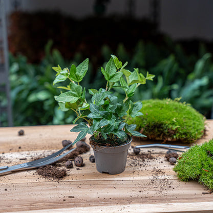 Hedera helix - Ø 6 cm - Zimmerpflanze &amp; Terrarienpflanze
