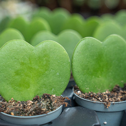 Hoya Kerrii heart-shaped plant in a 6 cm pot, approximately 10 cm tall, with green foliage, from Florazo NL.