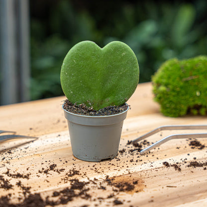 Hoya Kerrii heart-shaped plant in a 6 cm pot, approximately 10 cm tall, grown by Florazo NL.