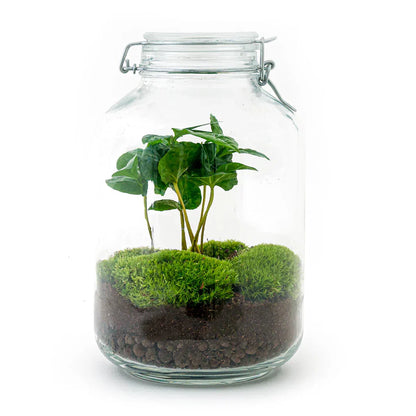 DIY jar terrarium kit by Florazo NL, featuring a glass jar with coffee-themed plants and decorative elements for a stylish indoor display.