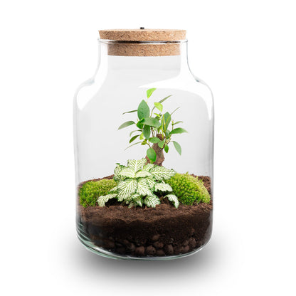 Florazo NL DIY terrarium kit featuring a small Milky LED Bonsai Fittonia White Tiger plant in a glass terrarium.