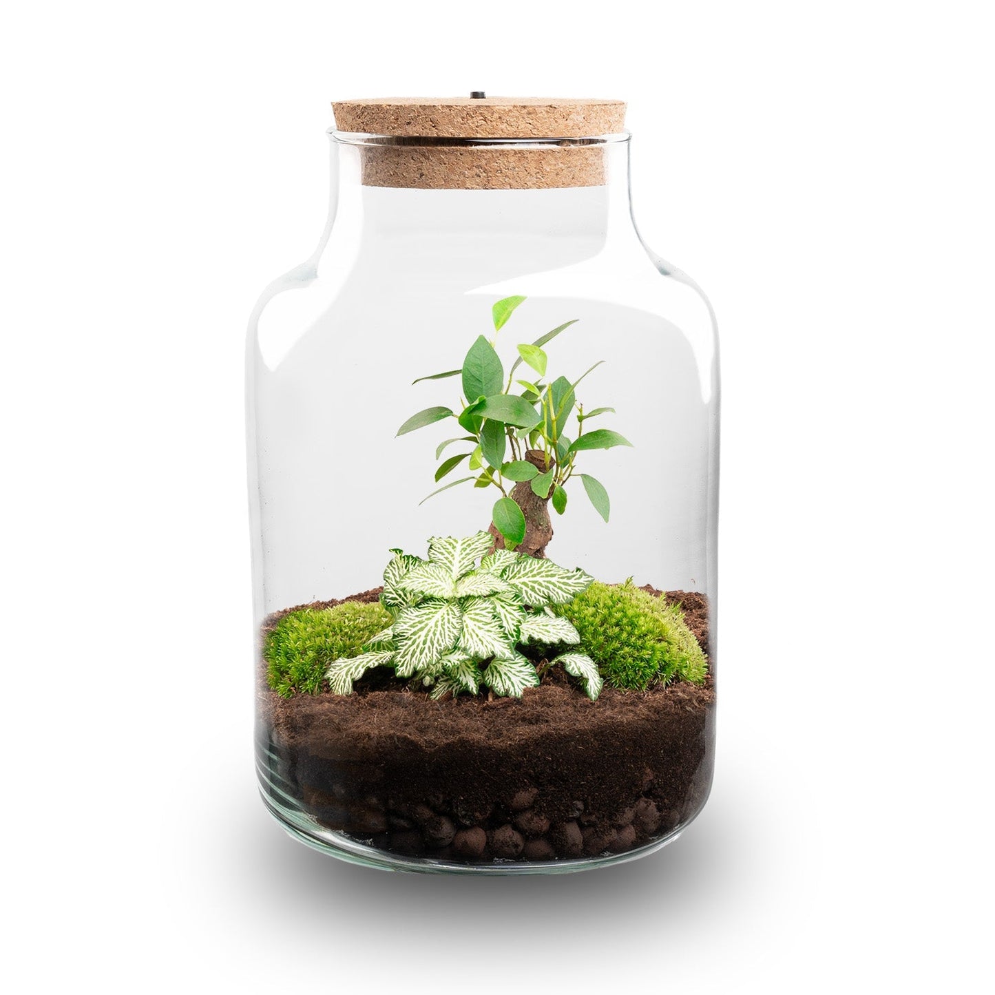 Little Milky – Terrarium mit Beleuchtung – Flaschengarten-Bastelset – Ø 17 cm ↑ 25 cm
