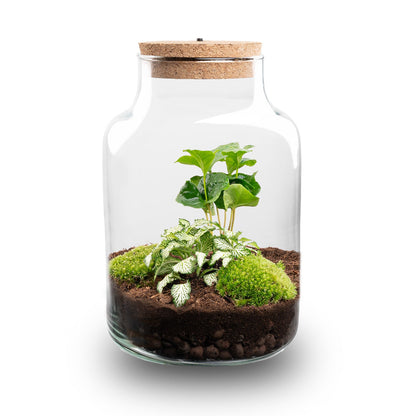 Miniature terrarium with coffee plant and Fittonia, DIY Florazo NL kit in a clear glass container with lush greenery.