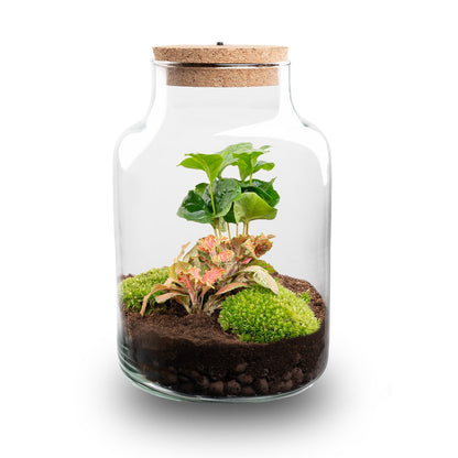 Miniature terrarium with Coffea and Fittonia plants, featuring colorful foliage and LED lighting inside a glass container by Florazo NL.