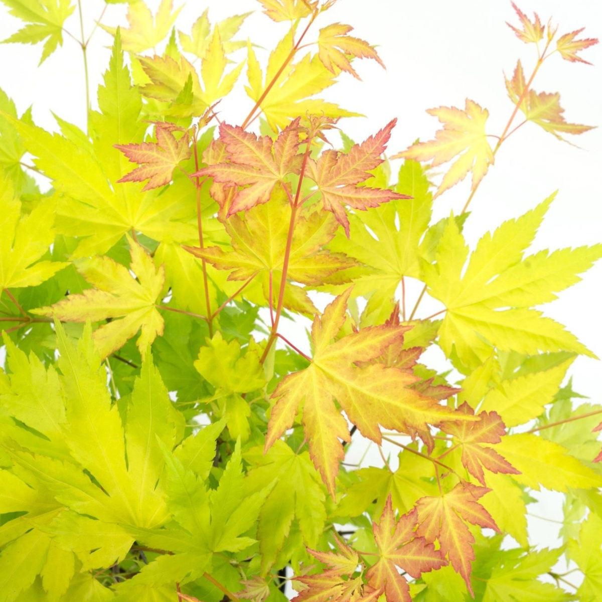 Acer palmatum 'Orange Lace' - 2er-Set - Ahorn