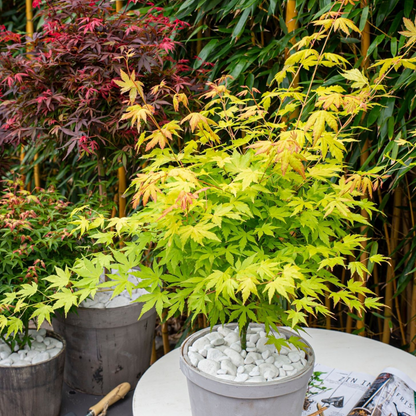 Acer palmatum 'Orange Lace' - Japanischer Ahorn