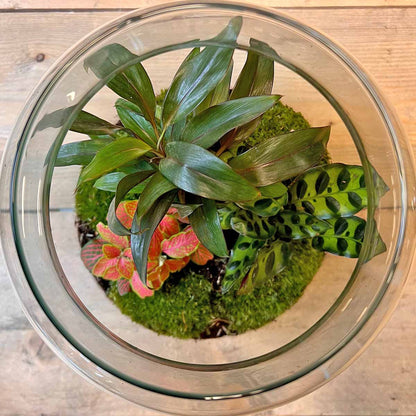 DIY terrarium kit with Milky Palm, Fittonia, and Calathea plants in a glass bottle garden, approximately 30cm tall, by Florazo NL