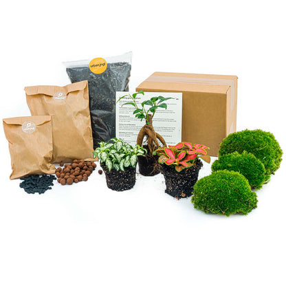 Florazo NL plant terrarium package with bonsai, including glass container, soil, and decorative plants for DIY terrarium creation.