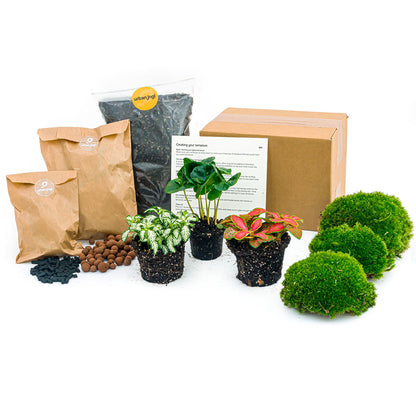 DIY Florazo NL plant terrarium kit with coffee Arabica plant, glass container, and all materials for creating a mini indoor garden.