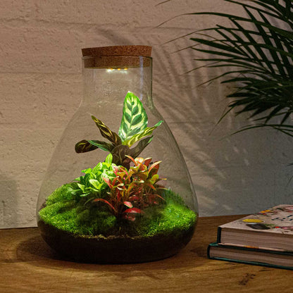 Florazo NL DIY terrarium kit with Sam Calathea, light, and bottle garden setup, featuring a 30 cm plant ecosystem.