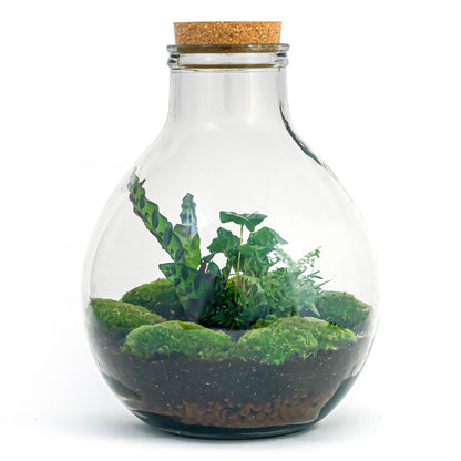 Terrarium-Bastelset – Big Paul Jungle – Flaschengarten – ↑ 40 cm