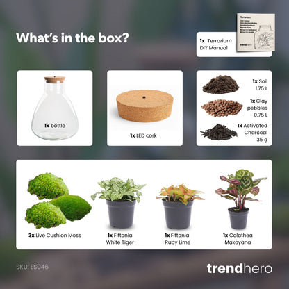 Sam Calathea – Terrarium mit Beleuchtung – Flaschengarten-Bastelset – Ø 24,5 cm ↑ 30 cm 