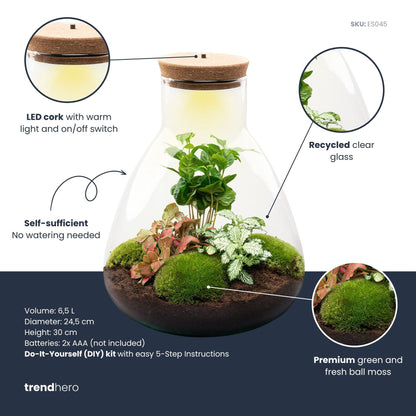 Sam Coffea – Terrarium mit Beleuchtung – Flaschengarten-Bastelset – Ø 24,5 cm ↑ 30 cm