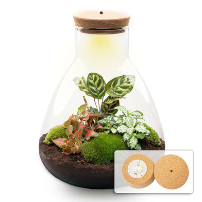 Sam Calathea plant in a LED-lit DIY terrarium kit by Florazo NL, featuring a bottle garden design up to 30 cm tall.