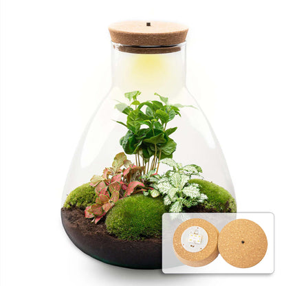 24er Terrarium – Sam Coffea mit Licht – Nachhaltiges Firmengeschenk – ↑ 30 cm – Selbstbau
