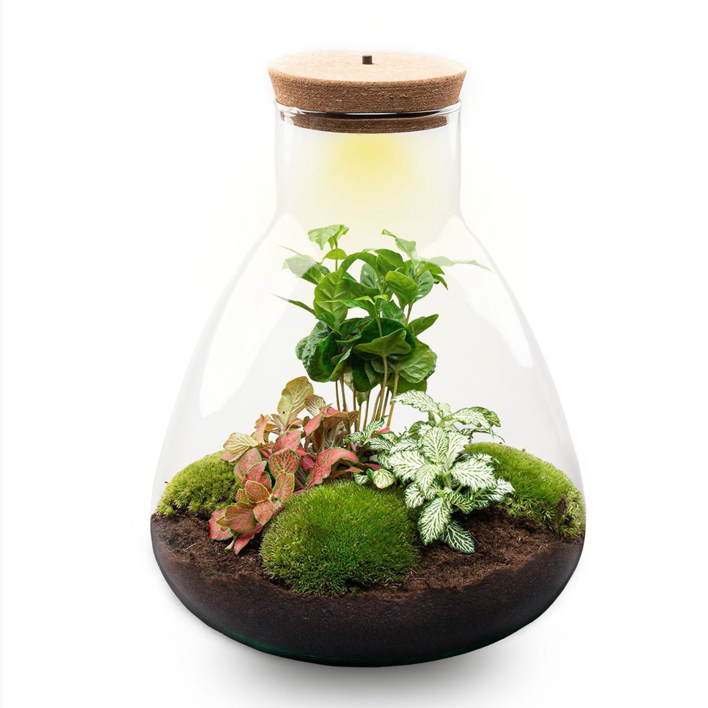 24x Terrarium - Sam Coffea with Light - Sustainable Business Gift - ↑ 30 cm - DIY