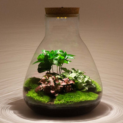 Terrarium-Bastelset – Sam Coffea mit Licht – Flaschengarten – ↑ 30 cm