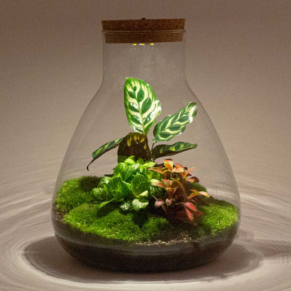 DIY terrarium kit featuring Sam Calathea plant with built-in light in a bottle garden setup, approximately 30 cm tall, by Florazo NL.