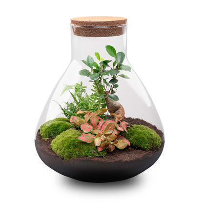 Red glass bonsai terrarium in a Florazo NL DIY terrarium kit, featuring a miniature garden with lush green plants inside.