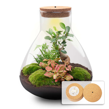 Sam XL bonsai inside a Florazo NL DIY terrarium with built-in light, showcasing a lush miniature garden in a glass container.