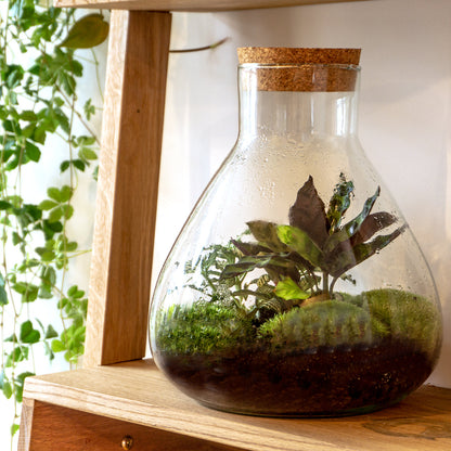 DIY Terrarium Kit by Florazo NL with glass container, soil, plants, and decorative elements for creating a mini indoor garden.