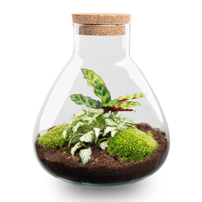 DIY Terrarium Kit by Florazo NL with glass container, plants, and decorative elements for creating a personalized terrarium.