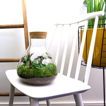 DIY terrarium kit from Florazo NL with glass container, plants, and decorative elements for creating a mini indoor garden.