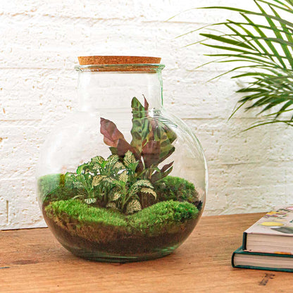 DIY terrarium kit by Florazo NL featuring a glass bottle with teddy-shaped plants and cork lid, perfect for creating a miniature garden.