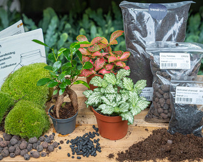 Glass bottle terrarium kit by Florazo NL with green plants, bonsai-style setup, perfect for DIY indoor plant garden.