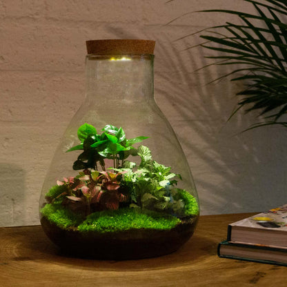 24er Terrarium – Sam Coffea mit Licht – Nachhaltiges Firmengeschenk – ↑ 30 cm – Selbstbau
