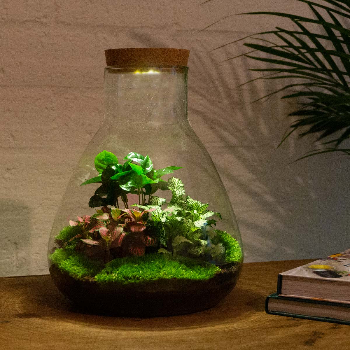 Sam Coffea – Terrarium mit Beleuchtung – Flaschengarten-Bastelset – Ø 24,5 cm ↑ 30 cm