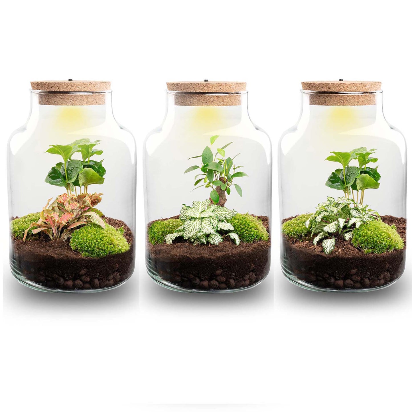 Little Milky – Terrarium mit Beleuchtung – Flaschengarten-Bastelset – Ø 17 cm ↑ 25 cm