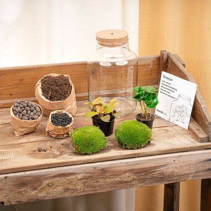 Glass terrarium kit with assorted plants for DIY flaschengarten, by Florazo NL, featuring a transparent container and lush greenery.