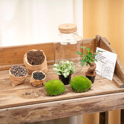 Florazo NL DIY terrarium kit with glass container and plants, perfect for creating a stylish tabletop terrarium garden.