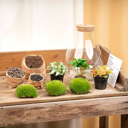 24er Terrarium – Sam Coffea mit Licht – Nachhaltiges Firmengeschenk – ↑ 30 cm – Selbstbau