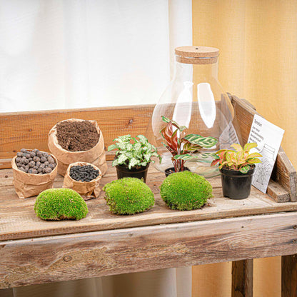 DIY terrarium kit with Sam Calathea plant, light, and bottle garden container, up to 30 cm tall, by Florazo NL.