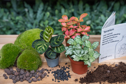 Plant terrarium package for Makoyana by Florazo NL, featuring refill supplies and DIY materials for creating a lush indoor garden.