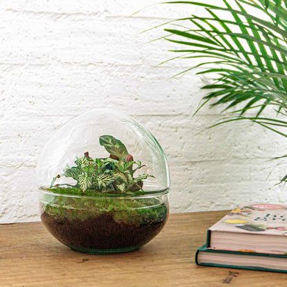 Glass terrarium with lush plants in a Florazo NL DIY terrarium kit, showcasing vibrant greenery inside a clear glass container.