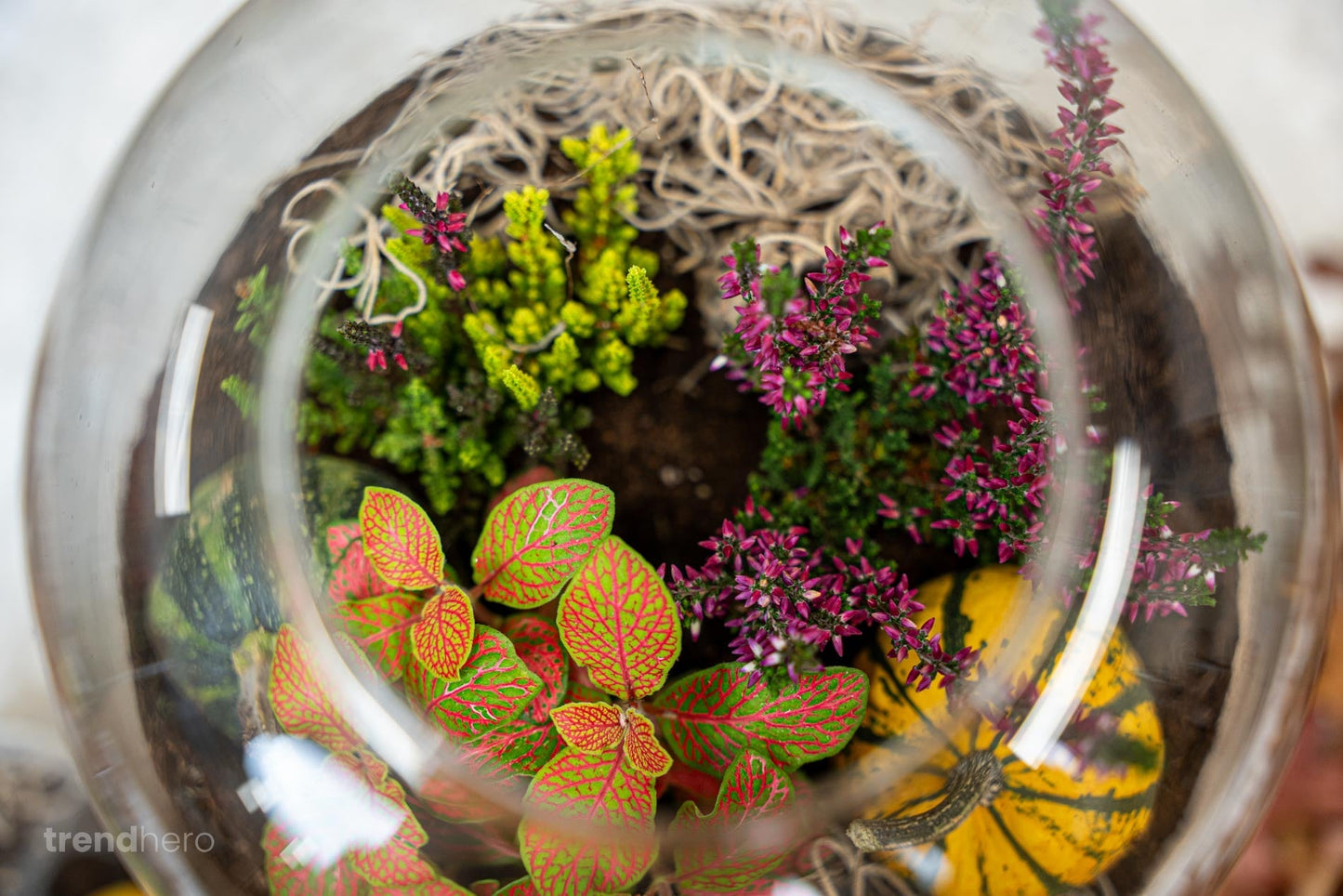 Calluna Vulgaris – Garden Girls „Sunset Girls“ – Mini