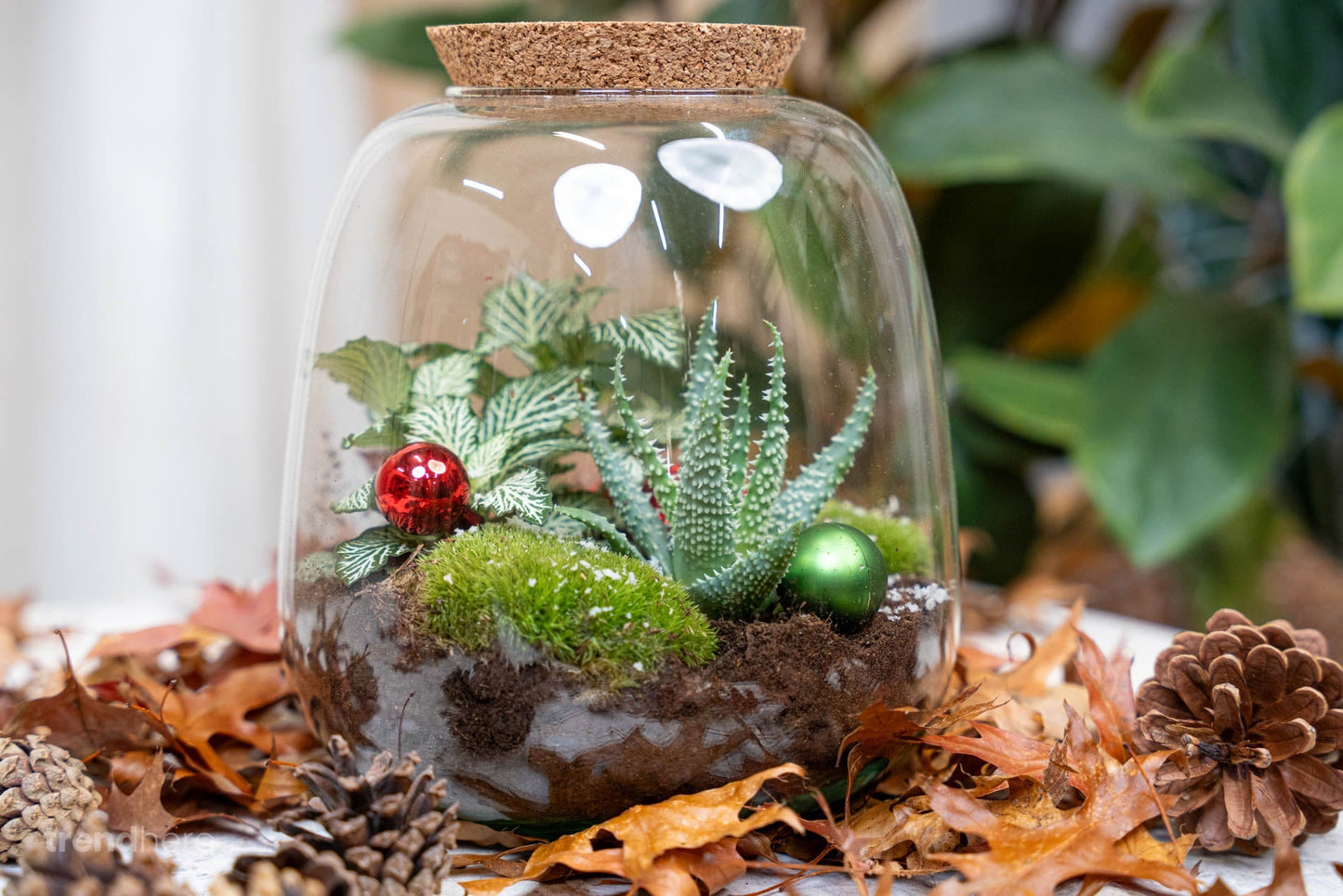 10 Kiefernzapfen - Größe 4 - 6 cm (klein)