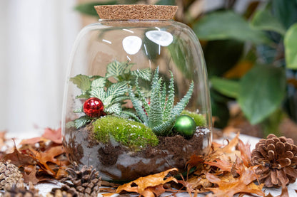 10 Kiefernzapfen - Größe 4 - 6 cm (klein)