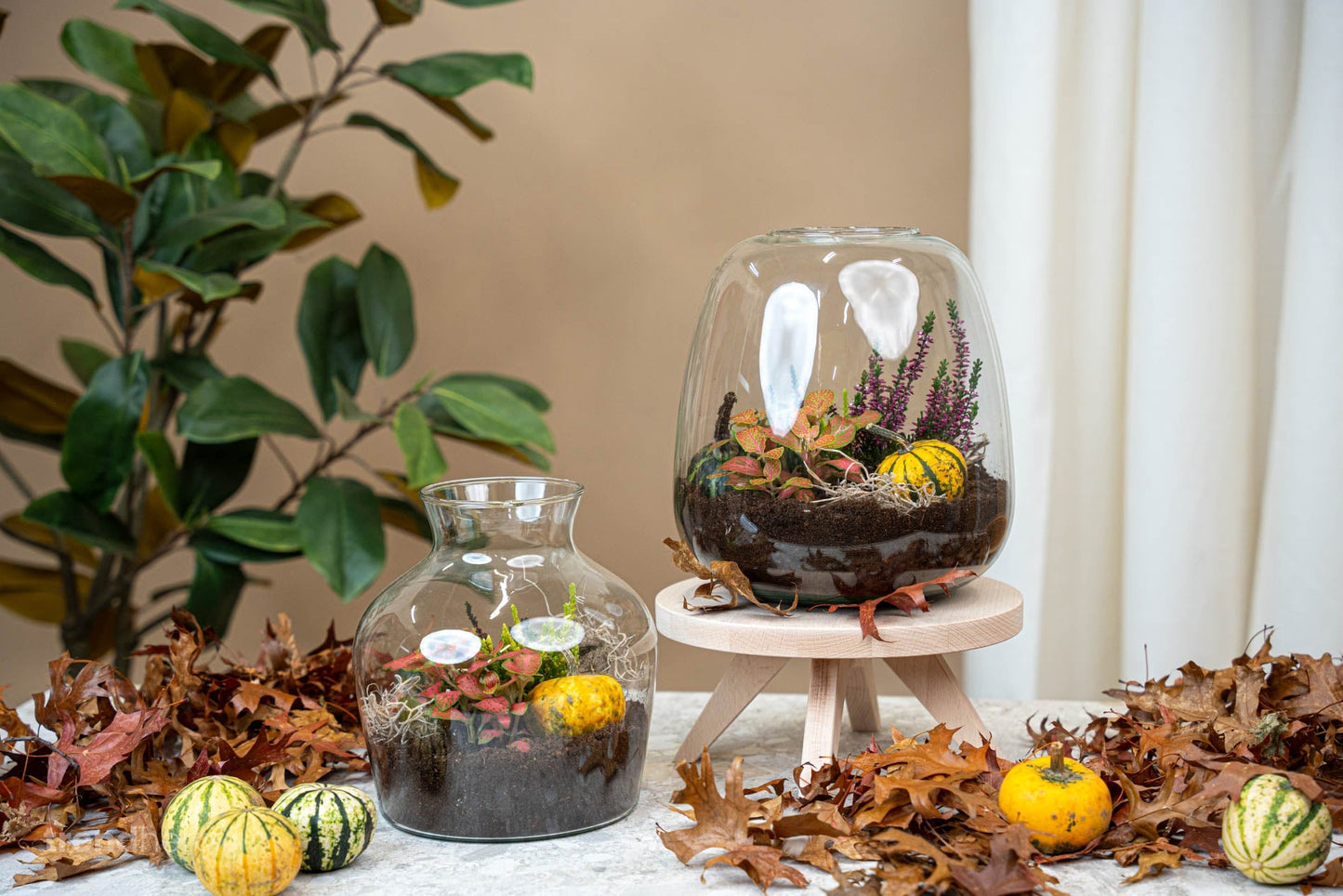 Emma Autumn – Glasflasche mit Herbstpflanzen und Mini-Kürbissen – DIY-Set für einen Herbstflaschengarten – Ø 23 cm ↑ 25 cm