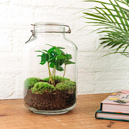 DIY terrarium kit by Florazo NL with glass jar, plants, and decorative stones for creating an urban jungle terrarium.